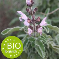 griekse_salie-salvia_fruticosa-bio