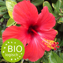 hibiscus_sabdariffal-roselle-bio
