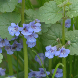 hondsdraf-glechoma_hederacea