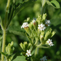 honingkruid-stevia_rebaudiana_flowers