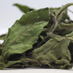 honingkruid_-stevia_rebaudiana_leaves_dry