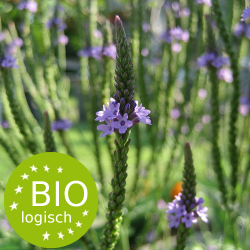 ijzerhard_-_verbena_officinalis-bio