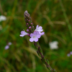 ijzerhard_-_verbena_officinalis