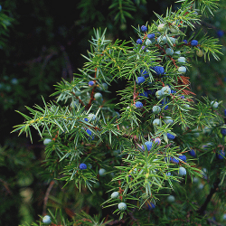 jeneverbes-juniperus_communis