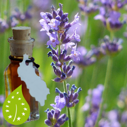 lavendel-olie-bio