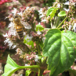 patchouli-pogostemon_cablin-fl