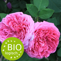 rosa_damascena_mill_-_87768
