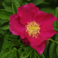 Rosa