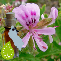 rose_geranium-pelargonium_graveolens-olie-bio