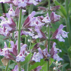 Echte Salie - Bloemen