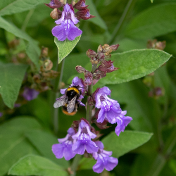 salvia_officinalis_met_hommel-px