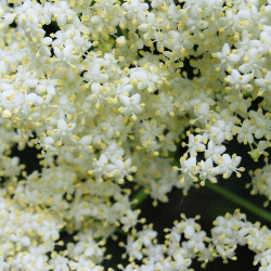 vlierbloesen_-_sambucus_nigra