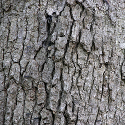 witte_eik_-_quercus_alba_-_bark