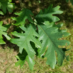 witte_eik_-_quercus_alba_-_leafs_-_fl