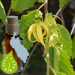 ylang-ylang-bio